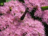 Sedum - B fly_1 